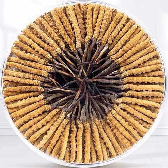 呼图壁冬虫夏草回收